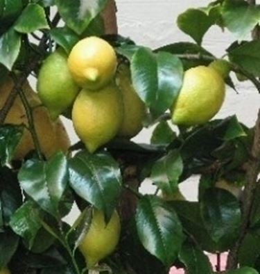 Limoni maturi