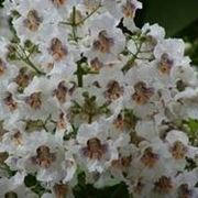 Fiori di catalpa