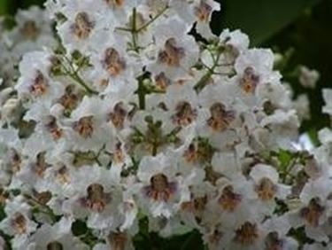 Fiori di catalpa