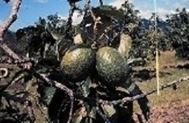 Pianta o Albero di kiwi varietà Jenny Kiwi Autofertile 2 anni di vita 