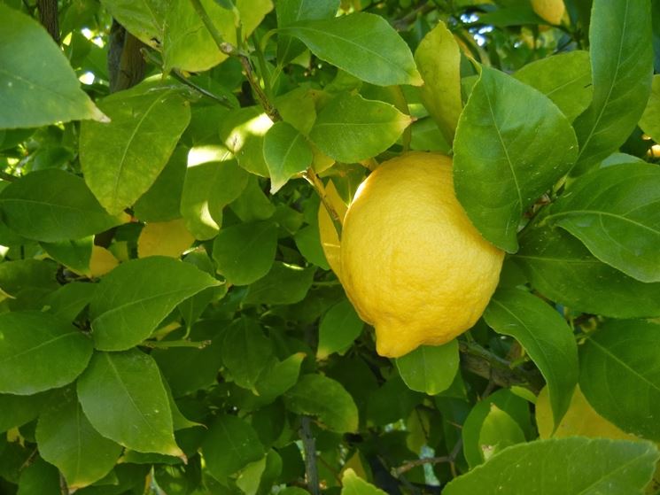 Fiore di limone