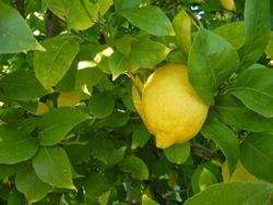 Fiore di limone