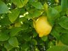 Fiore di limone