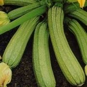 Zucchine