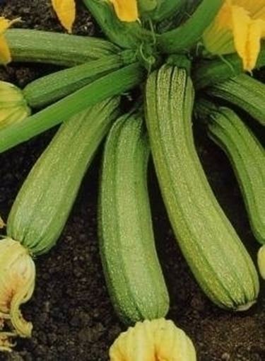 Zucchine