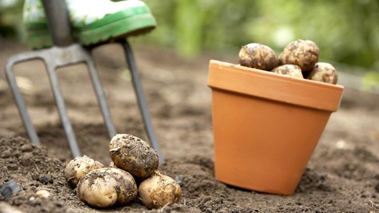 Raccolta estiva delle patate