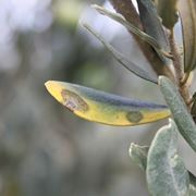 olive sane