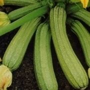 zucchine