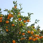 arancio albero