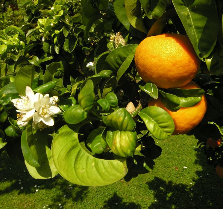 Arancio amaro