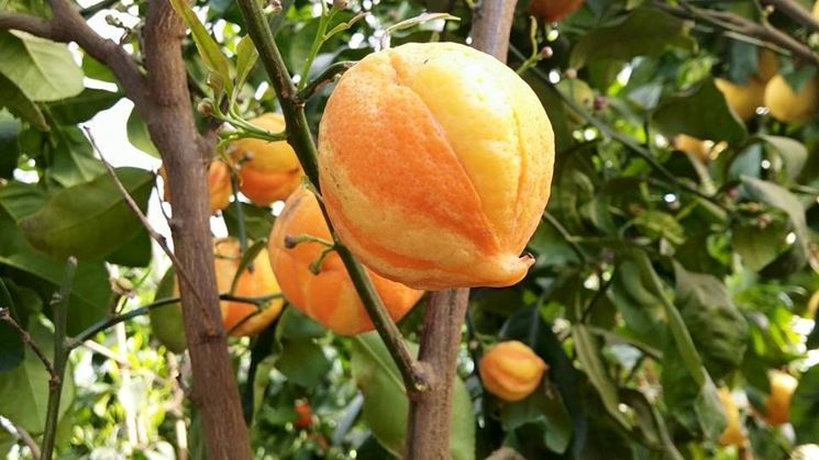 Arancio variegato