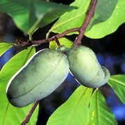 Frutti asimina triloba