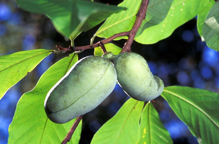 Frutti <strong>asimina</strong> triloba