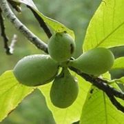 asimina triloba