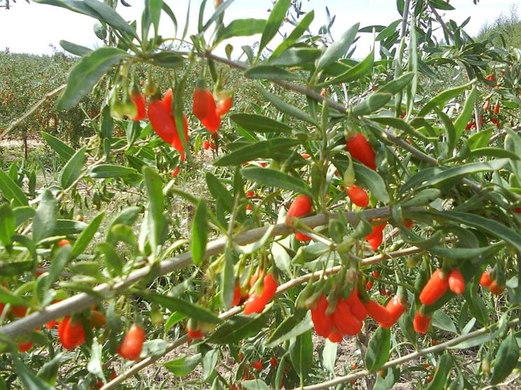 Bacche di Goji