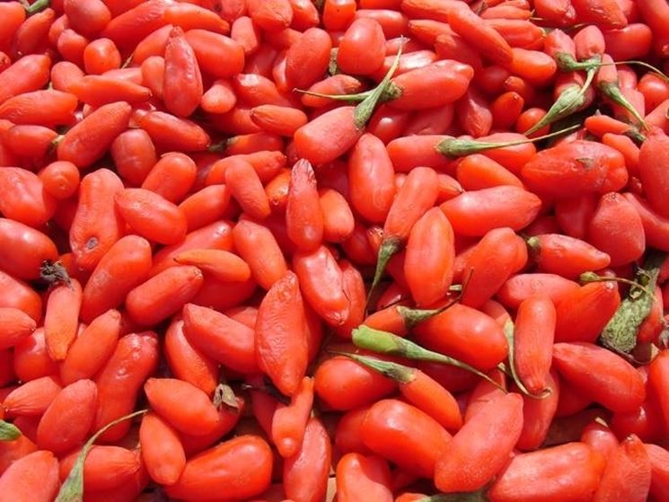 bacche di goji