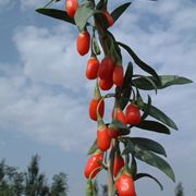 Bacche di Goji sullalbero.