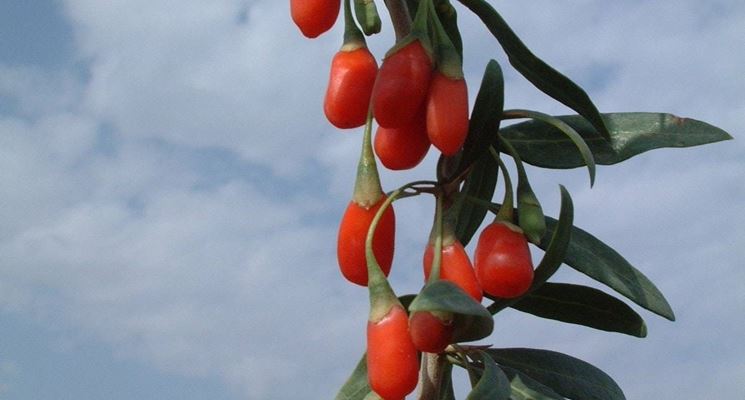 Bacche di Goji sullalbero.