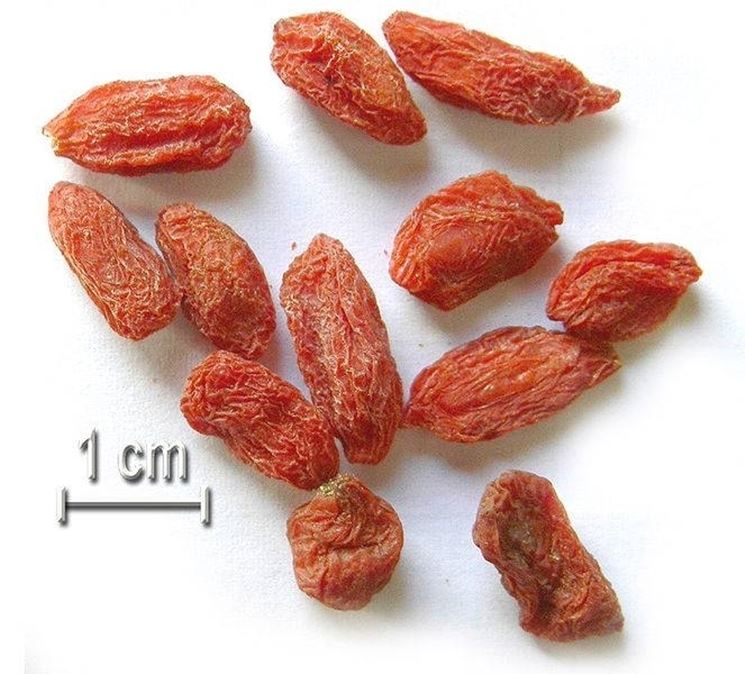 Quotidianamente le bacche Goji