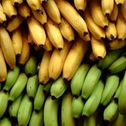 Alberi banano