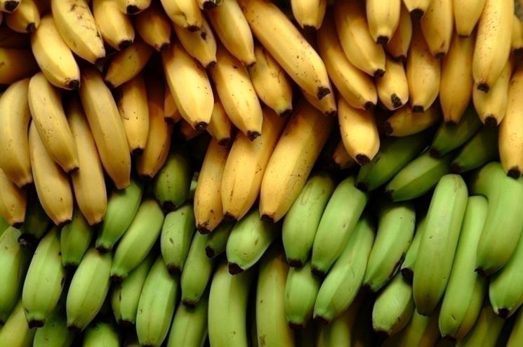 Alberi banano