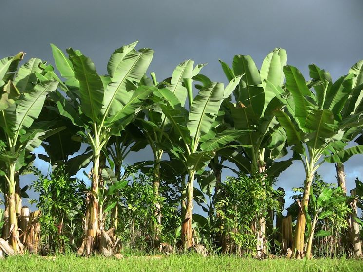 Coltivazione pianta banane