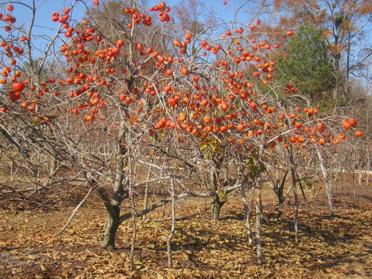 Piantagione cachi mela