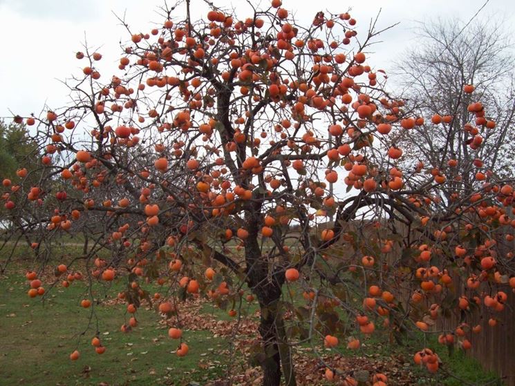 Albero caco mela