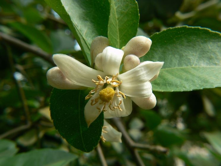 Fiore cedro