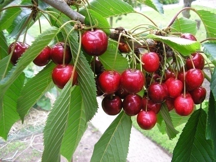 Frutti ciliegio