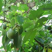 pianta di avocado