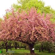 albero di ciliegio