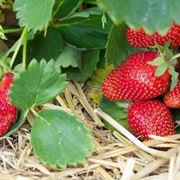 Fragole su pacciamatura naturale