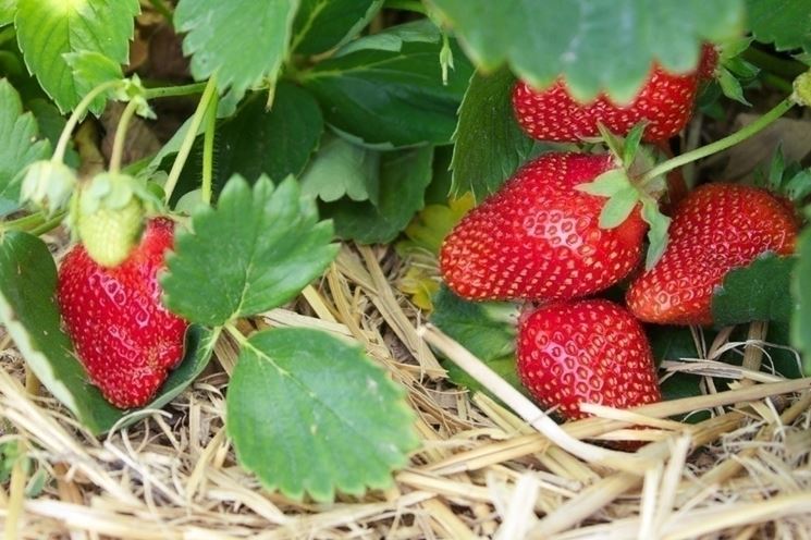 Fragole su pacciamatura naturale