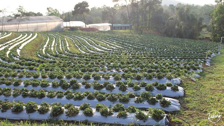 Grande coltivazione di fragole