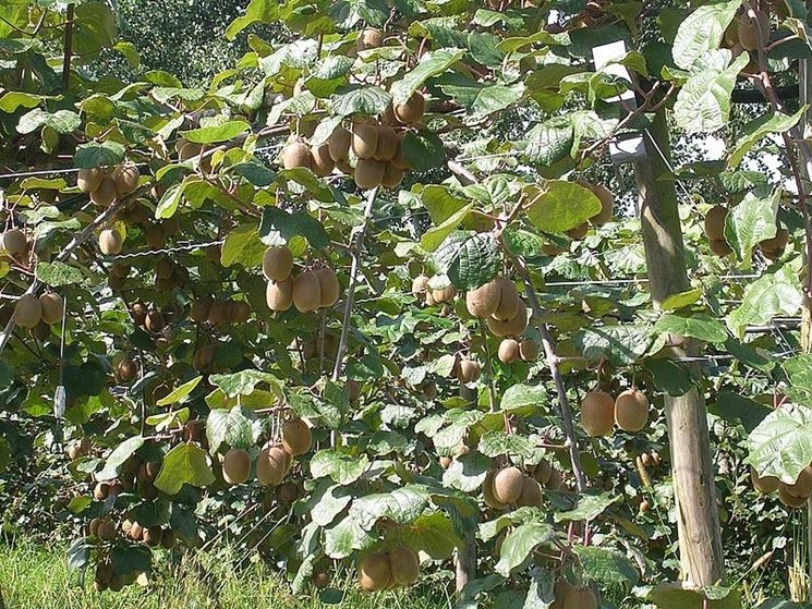 Kiwi pronti per la raccolta