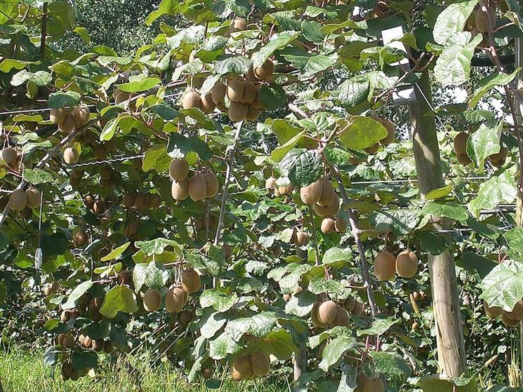 Kiwi pronti per la raccolta