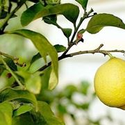 Potatura limone primavera