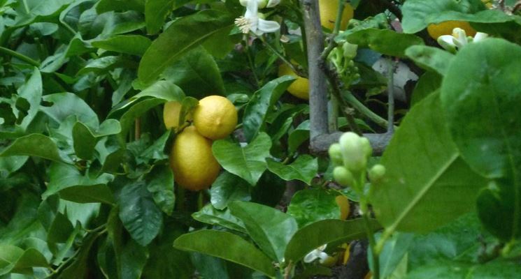 Pianta limone potatura