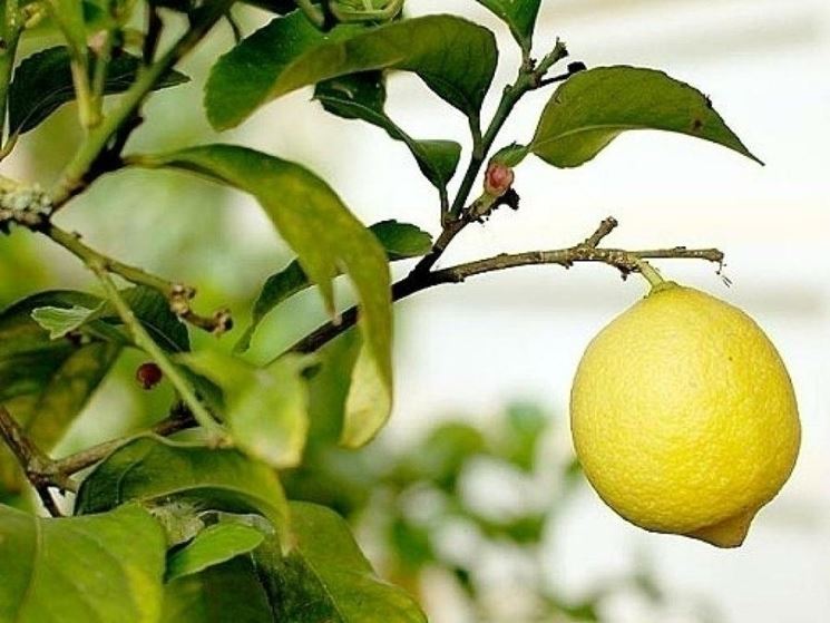 Potatura limone primavera