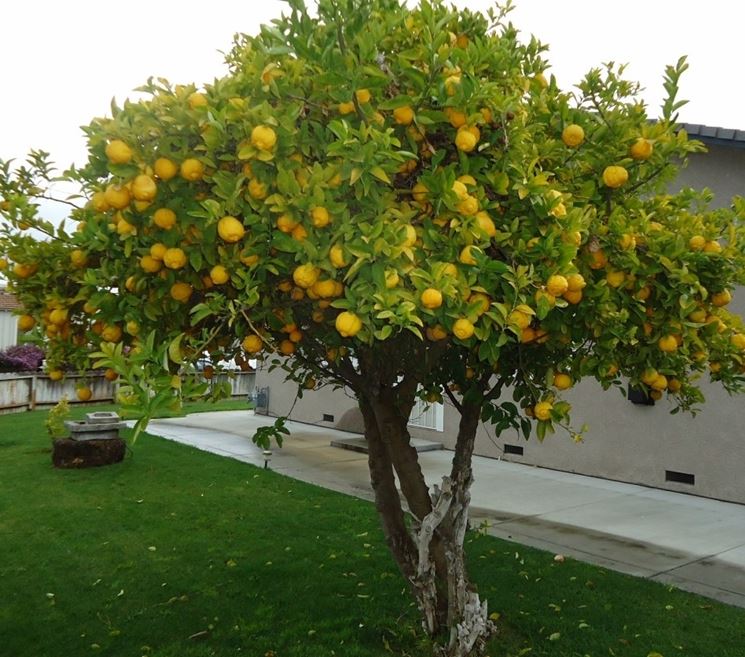 Albero limoni