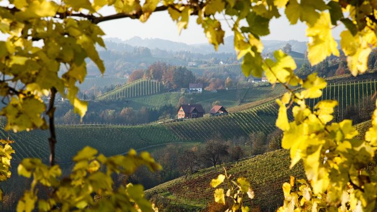 concimazione vigneto