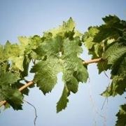 concimazione vigneto