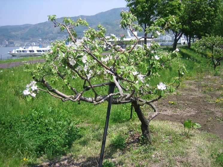 Albero di melo cotogno