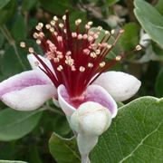 Fiore feijoa