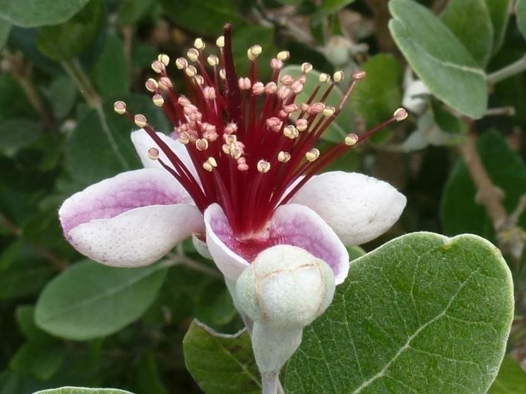 Fiore feijoa