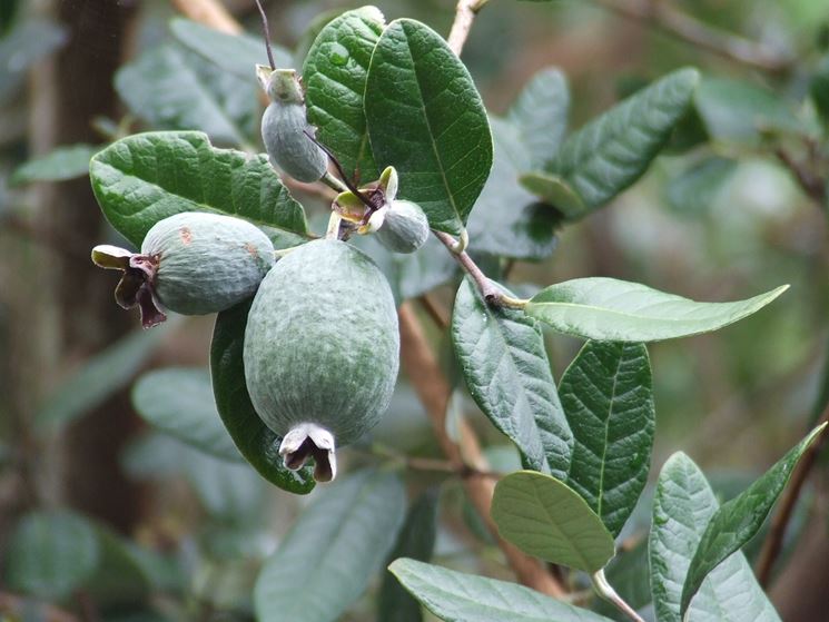 Frutto feijoa maturo