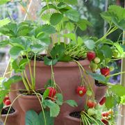 Fragole rampicanti in vaso