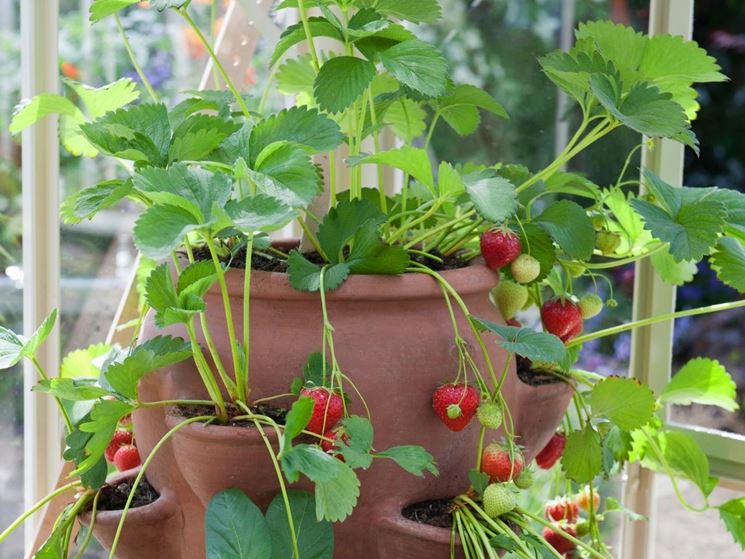 Fragole rampicanti in vaso