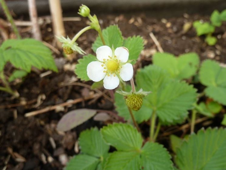 Fiore di fragola